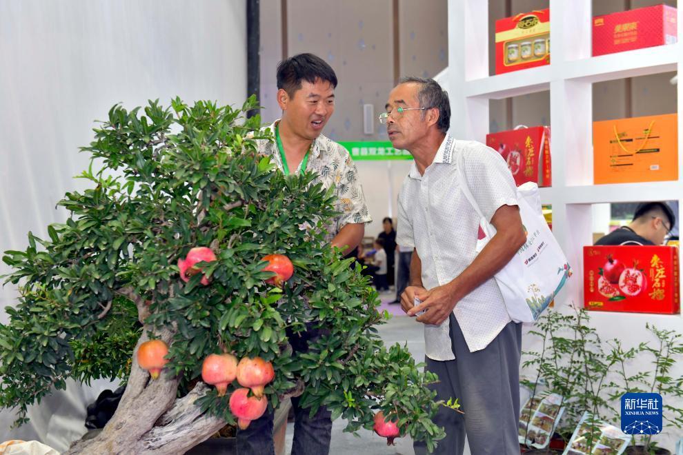 白菜彩金